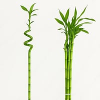 بامبو -70سانتي