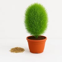 بذور - كوكيا