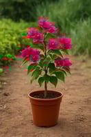 الجهنمية - حجم صغير