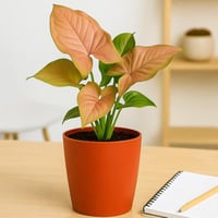 سنجونيوم وردي