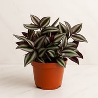 تريدسكانتيا زبرينا - مركن 9C