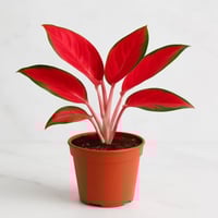 اجلونيما رد سيام