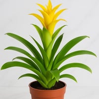 غوزمانيا صفراء