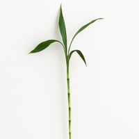 بامبو - حجم صغير