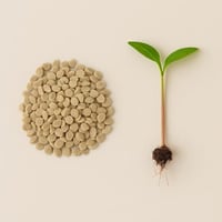 بذور - طماطم