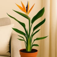 زهرة عصفور الجنة