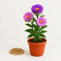 بذور - استر ( زهور نجمية )