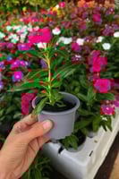 البفتة - حجم صغير