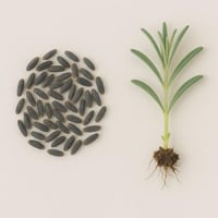 بذور - لافندر