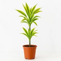 دراسينا ليمون لايم - صغير