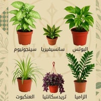 عرض اليوم الوطني 6 نباتات