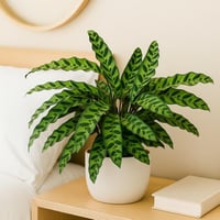 كالاتيا الراتنق