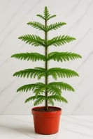 اروكاريا - حجم صغير