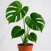 مونستيرا - حجم صغير