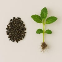 بذور - نعناع