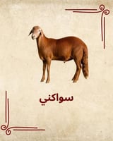 سواكني 5 شهور