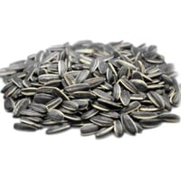 حب شمس سادة