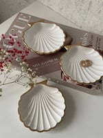 اصداف البحر