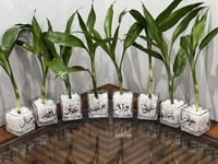 فازات قزاز مع نبته وكتابة عبارة