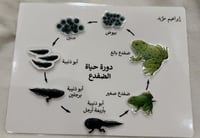 مطوية حسب الطلب تبدأ ب