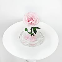 ورد طبيعي دائم وردي