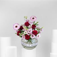 فازة ربيع الجربيريا