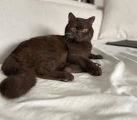 للتزاوج الذكر براوني برتش سينامون O