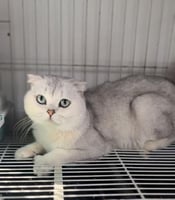 للتزاوج الذكر آيس سكوتش فولد سلفر ns11