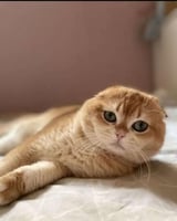 للتزاوج الذكر قابي سكوتش تربل فولد قولد ny12 مسجل/...