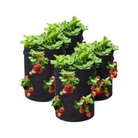 اربع عبواة - لزراعة نباتات الفرولة