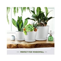 ميكاكوز - اوعية نباتات بلاستيكية