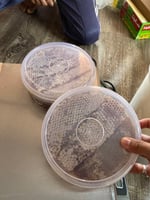 شمع عسل السمر الجبلي البلدي