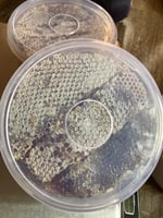 شمع عسل السمر الجبلي البلدي