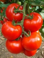 بذور طماطم تومي تو - Tomato Tommy Toe