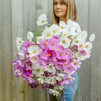 بذور زهور كوزموس ملون (شركة جونسون