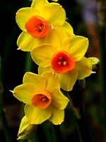 أبصال النرجس المختلطة ذات الأكواب الكبيرة. -Mixed...