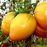 بذور طماطم القباب الذهبية - Golden Domes Tomato Se...