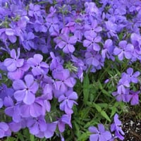 بذور زهور سيلين الملاك الأزرق - Celine Flower Seed...