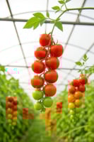 بذور طماطم الكرز متعة البستاني ( عضوية ) - Tomato...