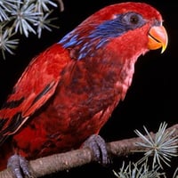 لوري بلو ستريك