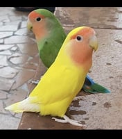 جوز روز منتج متعدد الالوان