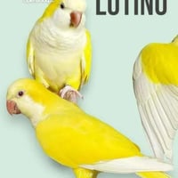 اجواز كويكر منتجه او جاهزه للانتاج