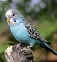 طيور الحب اليفه ( حبه )