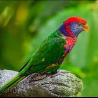 لوري هجين ( اللوريكيت )