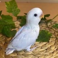 روز الوان متعدده فرخ غر