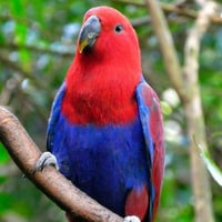 اكلكتوس فوزميري ( نوادر )