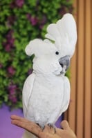 الكوكاتو امبريلا