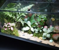 غابة الجنيات