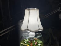 أبجورة غابة الكوخ