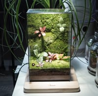 العالم الموازي